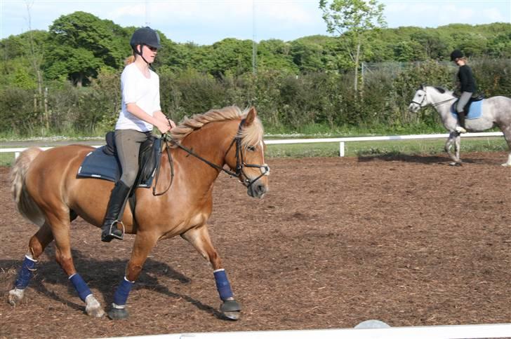 Haflinger Hope <33 - dressur time :D billede 17