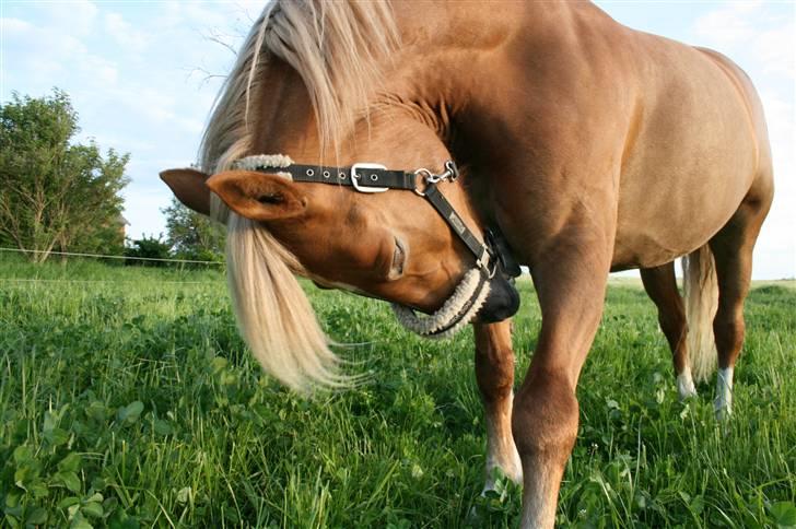 Haflinger Hope <33 - det klør !  billede 18