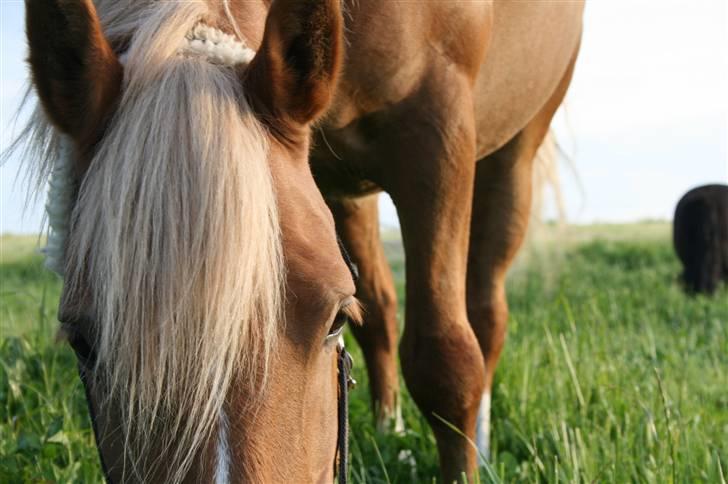 Haflinger Hope <33 - dejlige hope.. foto: Mig. billede 19