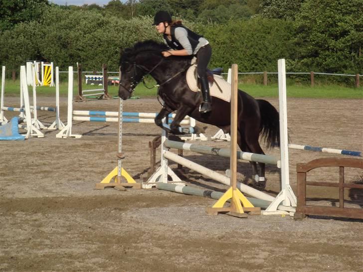 Anden særlig race Lucas - SOLGT billede 9