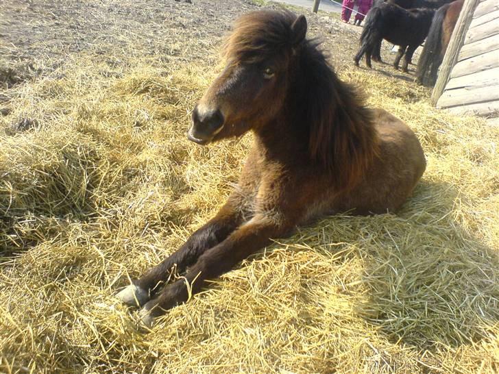 Islænder Falkí - Jaah, falki er blevet stor :D Han er 3 ½ år nu.  billede 6