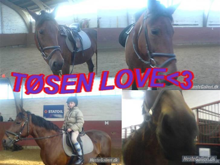 Anden særlig race Tøsen {Elev hest}(Simone) - Min dejlige tøsen billede 7