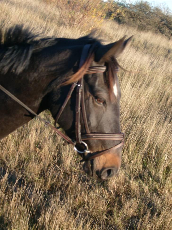 Anden særlig race Holtegårdens splif SOLGT. - Splif på tur med lamse o gandur billede 9