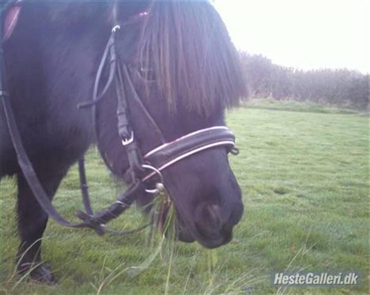 Shetlænder | *<3stella<3*| *solgt* - velkommen til min profil! :) her lugter af... æblemos! ahhh... billede 1