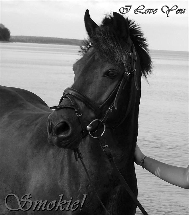Anden særlig race Mr. smokie'  Mit Et & Alt - smokie, jeg kommer til at savne dig s; <3  billede 1