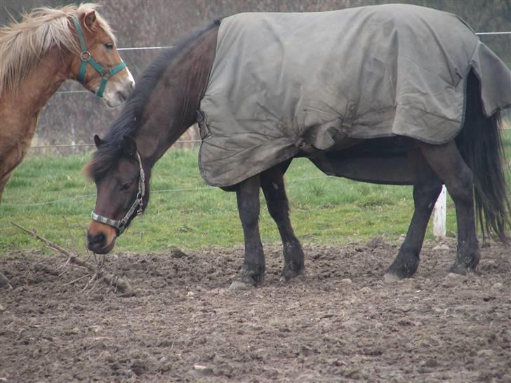 Anden særlig race Mr. smokie'  Mit Et & Alt - Smokie & Spirit hygger på Folden :) billede 2