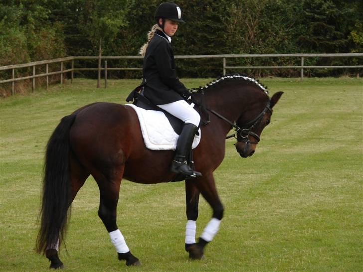 Anden særlig race Mr. smokie'  Mit Et & Alt - Andet stævne vi startede Lc 1 & 2 og vi scrorede lige 71 & 73% i  begge klasser + 2 første  pladser GULDPONY :´) billede 3