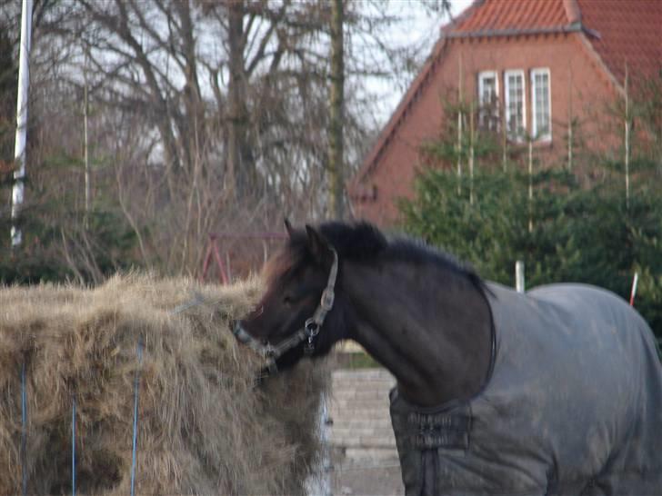 Anden særlig race Mr. smokie'  Mit Et & Alt - Tykke´dreng :* billede 7