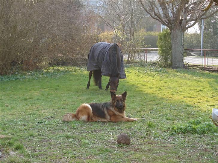 Anden særlig race Mr. smokie'  Mit Et & Alt - Guldponyen er på besøg hjemme og hygger med Vuffer :i billede 9