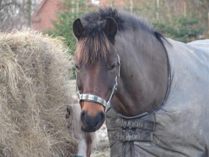 Anden særlig race Mr. smokie'  Mit Et & Alt - Ey frække ;) Årh bas´bas :D billede 10