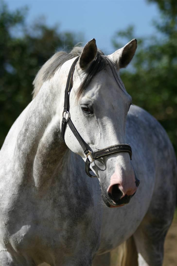 Dansk Varmblod Bolero - Er hun ikke bare sød. billede 11
