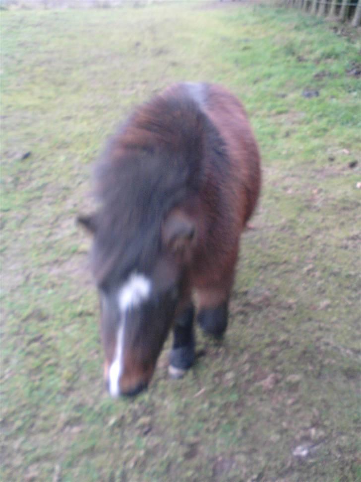 Shetlænder Miss Soffie (solgt) - her er jeg! billede 1