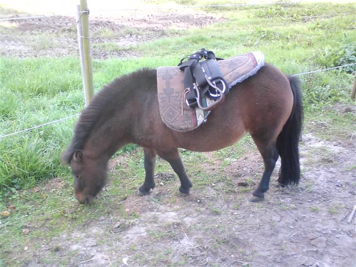 Shetlænder Miss Soffie (solgt) - vi prøver lige miriam´s store sadel for sjov... :) billede 2