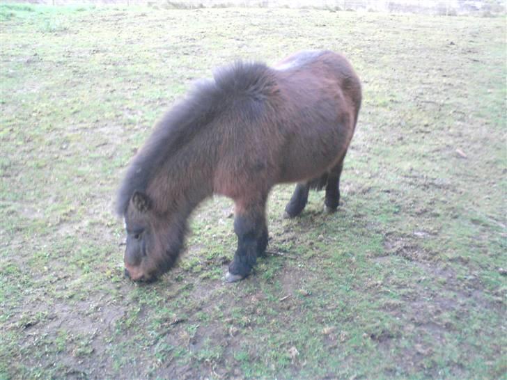Shetlænder Miss Soffie (solgt) - man kan godt blive tyk af det bare ingenting! billede 3