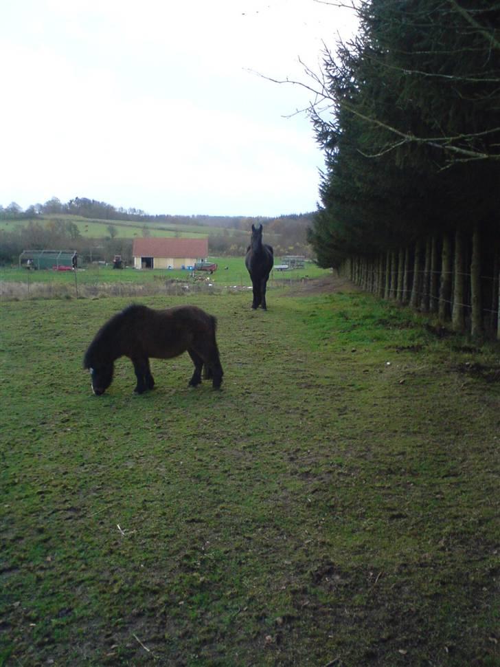 Shetlænder Miss Soffie (solgt) - her går jeg hver dag... billede 4