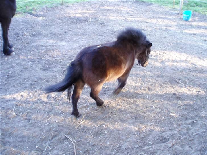 Shetlænder Miss Soffie (solgt) - hehe vi stikker af, gør vi!  :) billede 5