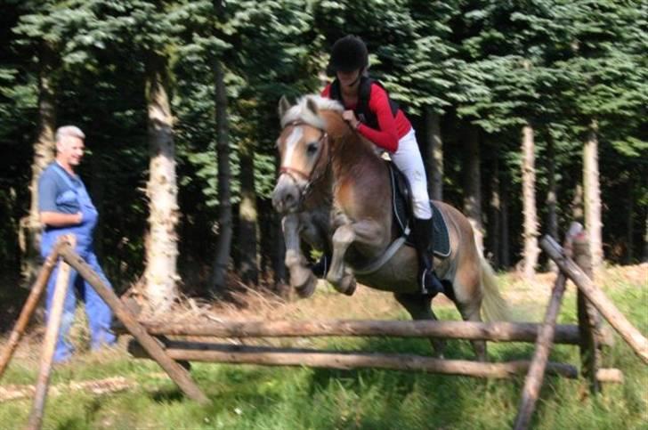 Haflinger Guldborggaard's Nero - Astrid til jagt på Nero billede 1