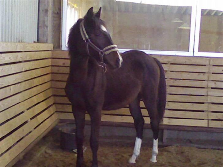 Welsh Partbred (Sec F) *Merchi*  solgt - Har lige fået øje på noget... 2008 billede 17