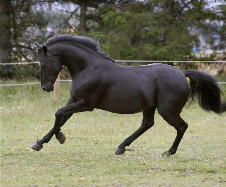 Tysk Sportspony Power Play II billede 2