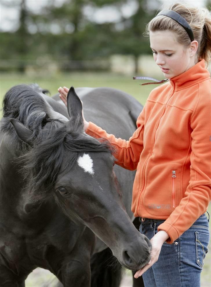 Tysk Sportspony Power Play II billede 12