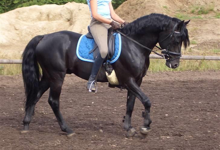 Tysk Sportspony Power Play II billede 15