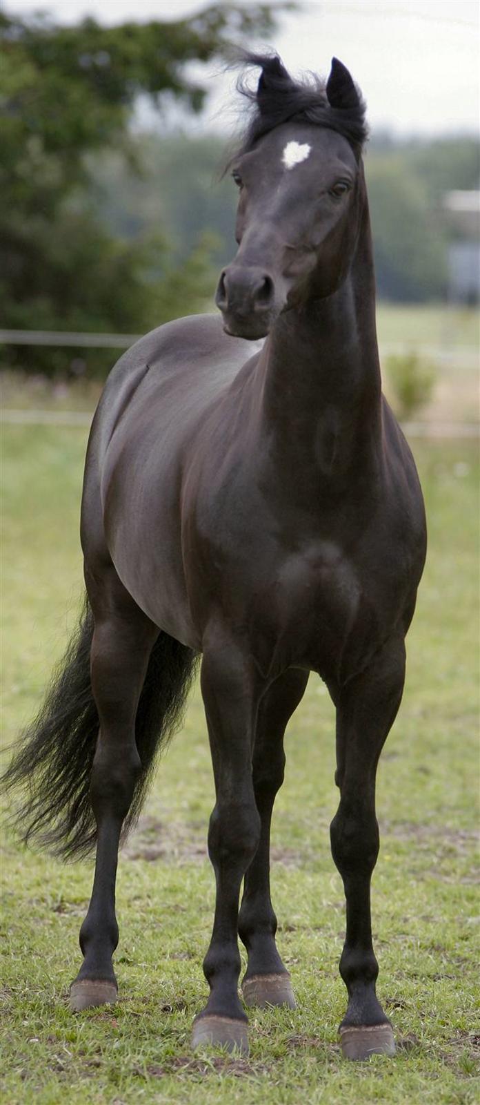 Tysk Sportspony Power Play II billede 17