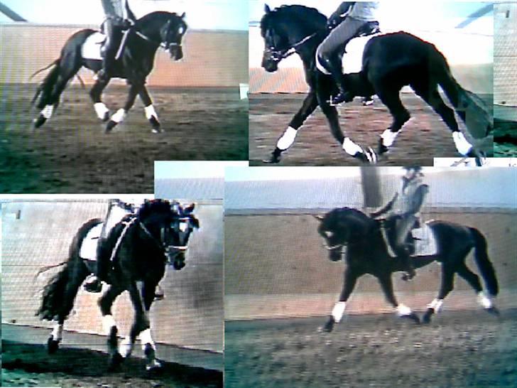 Tysk Sportspony Power Play II billede 19