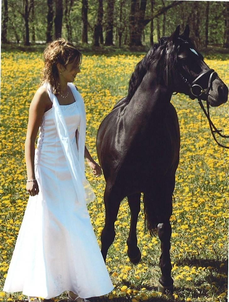 Tysk Sportspony Power Play II billede 20