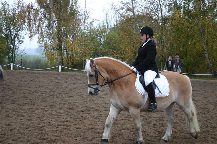 Haflinger Guldborggaard's Nero - til stævne på BARK  billede 2