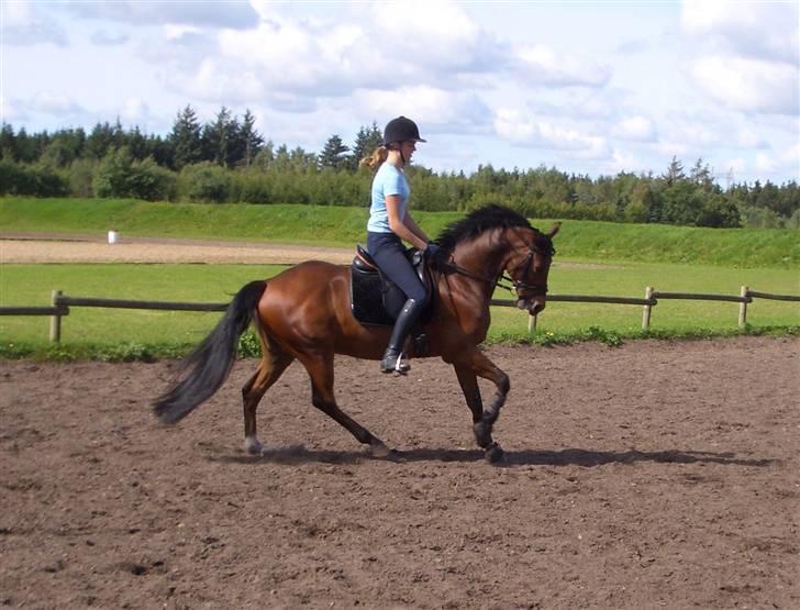 Hollandsk Sportspony Edzer billede 3