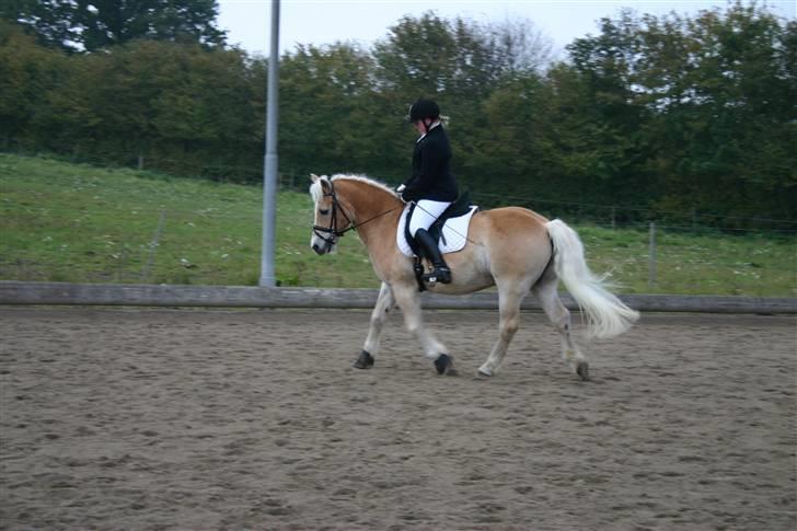 Haflinger Guldborggaard's Nero - Til stævne på faarborg ( d.11.10.2008) ;b  billede 3