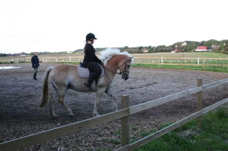 Haflinger Guldborggaard's Nero - jeg for undervisning af Maren Mette billede 4