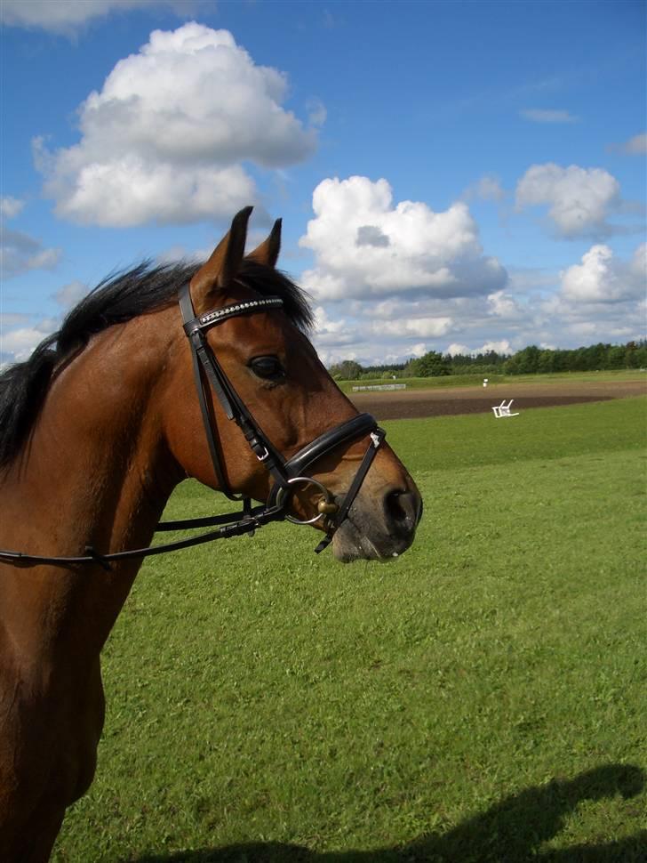 Hollandsk Sportspony Edzer billede 9