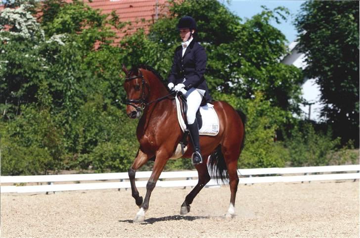 Hollandsk Sportspony Edzer billede 17