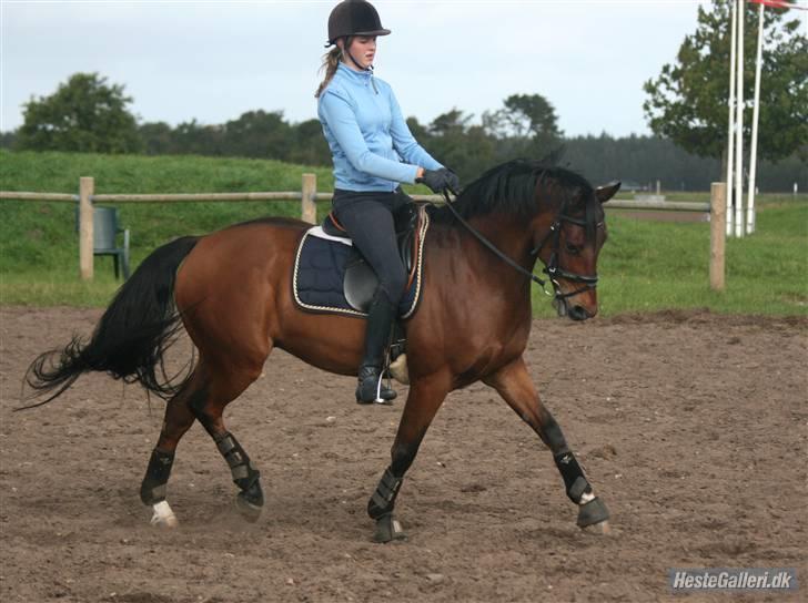 Hollandsk Sportspony Edzer billede 20