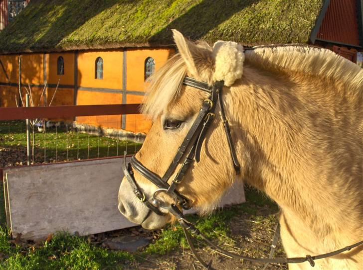 Fjordhest Juma RIP d.8/3-11 - juma 5 måneder henne´ og ude i sin vinter frakke.  billede 14