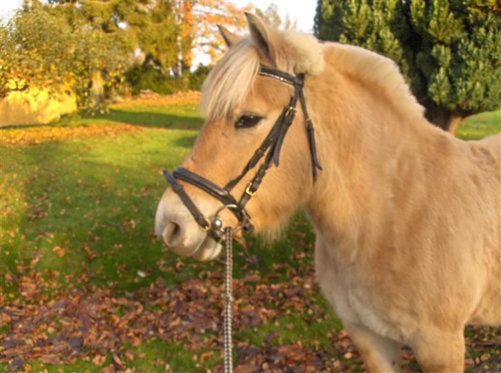 Fjordhest Juma RIP d.8/3-11 - juma 5 måneder henne´ og ude i sin vinter frakke.  billede 15