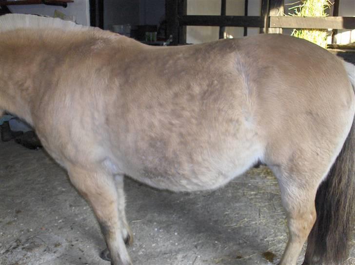 Fjordhest Juma RIP d.8/3-11 - Juma 5 måneder henne .  billede 16