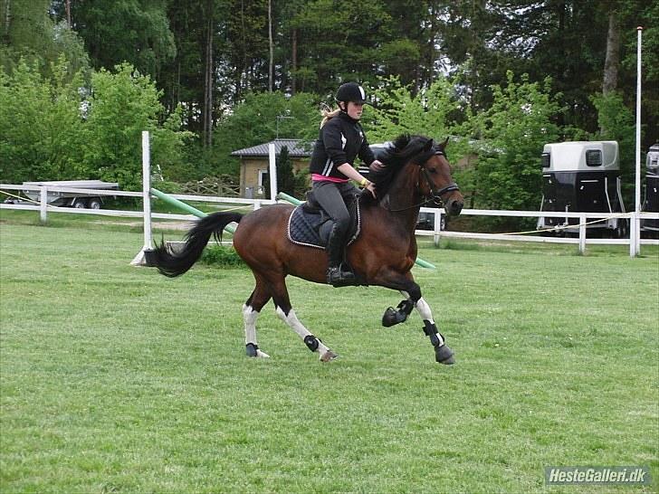 Anden særlig race Frenja, solgt. - En dejlig springtræning på græsbanen i 2010 :-) billede 16