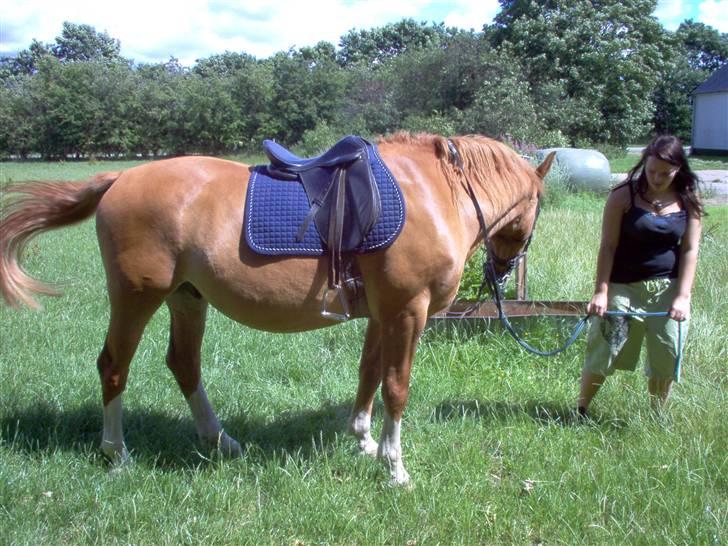 Dansk Varmblod Bossen slogt - bossen billede 1