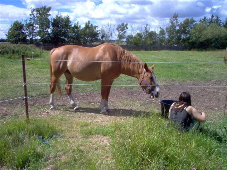 Dansk Varmblod Bossen slogt - bossen billede 2