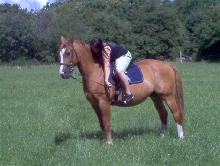 Dansk Varmblod Bossen slogt billede 3