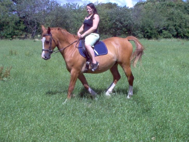 Dansk Varmblod Bossen slogt billede 4