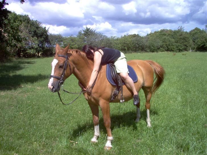 Dansk Varmblod Bossen slogt billede 5