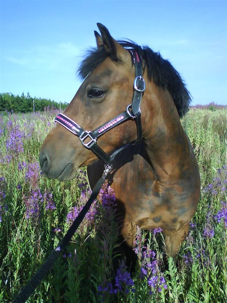 New Forest »{Miss Tanja }« † 04-05-09 † - Se hvor smuk hun er <3 billede 7