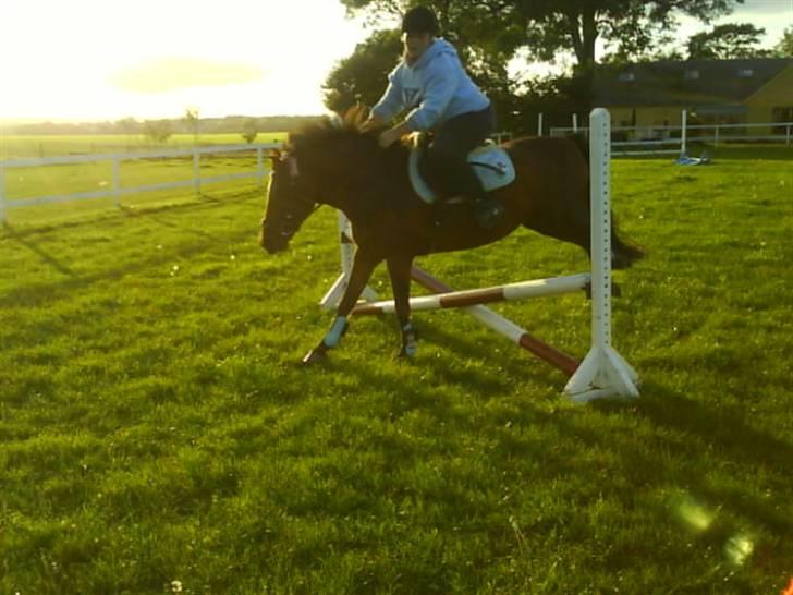 New Forest »{Miss Tanja }« † 04-05-09 † - opvarmningen til springtræningen der hjemme FOTO: Christina billede 8