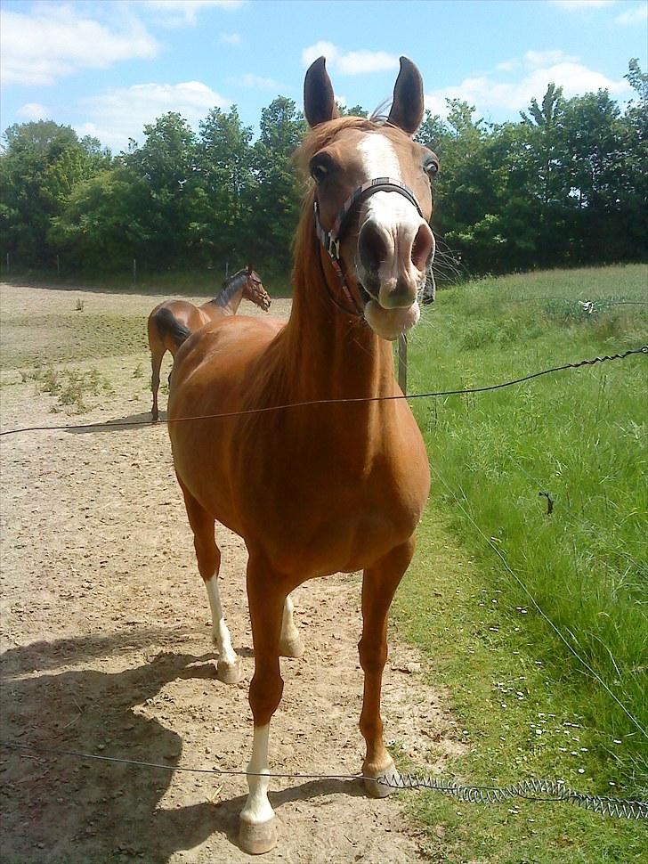 Anden særlig race : Viktoria | ~ Mit Et & Alt ~ - Sommeren 2010  billede 2
