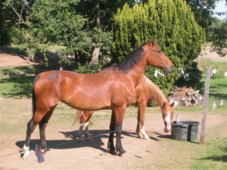 Knabstrupper : Coco's Dynamite | ~ Min Gamle Dame ~ - Coco´s Dynamite billede 4