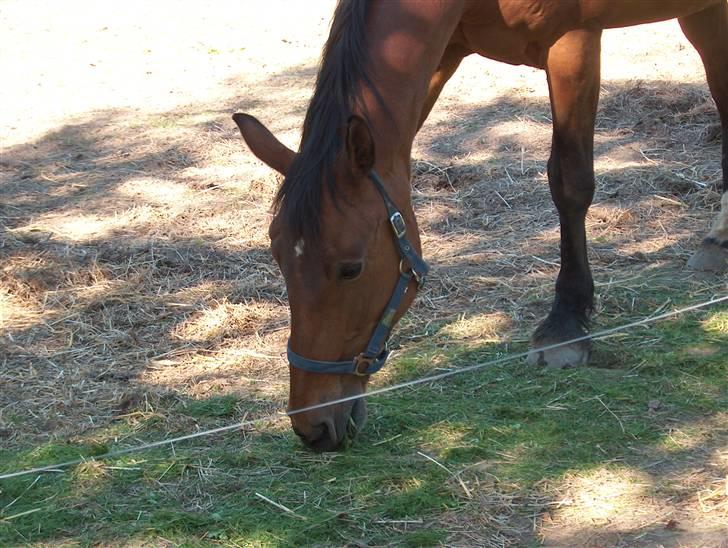 Knabstrupper : Coco's Dynamite | ~ Min Gamle Dame ~ - Coco´s Dynamite billede 6