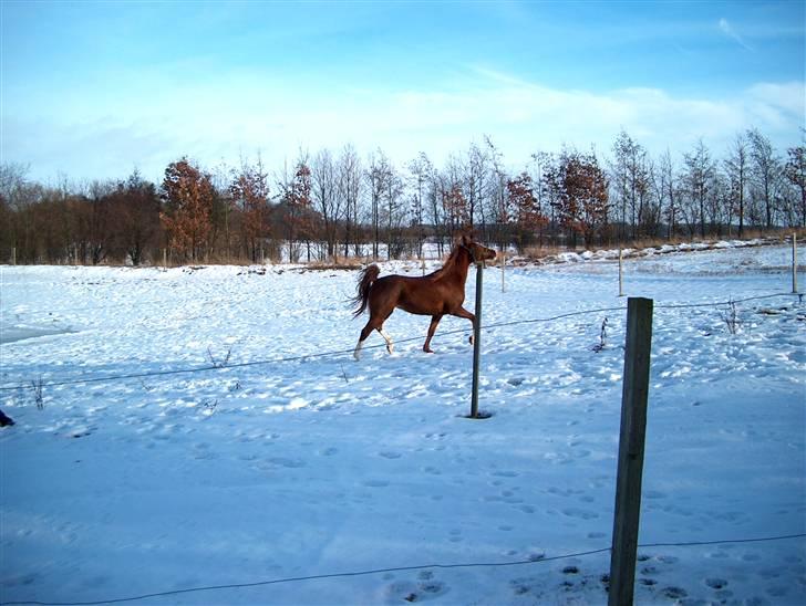 Anden særlig race : Viktoria | ~ Mit Et & Alt ~ - wee,, endelig sne.. Vinteren 2006.. billede 7